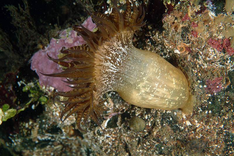 Variante cromatica insolita di Phymanthus pulcher